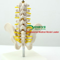 PELVIS06 (12343) Half Life-Size Pelvis with 5pcs Lumbar Vertebrae Anatomy Model,Lumber Vertebrae Model